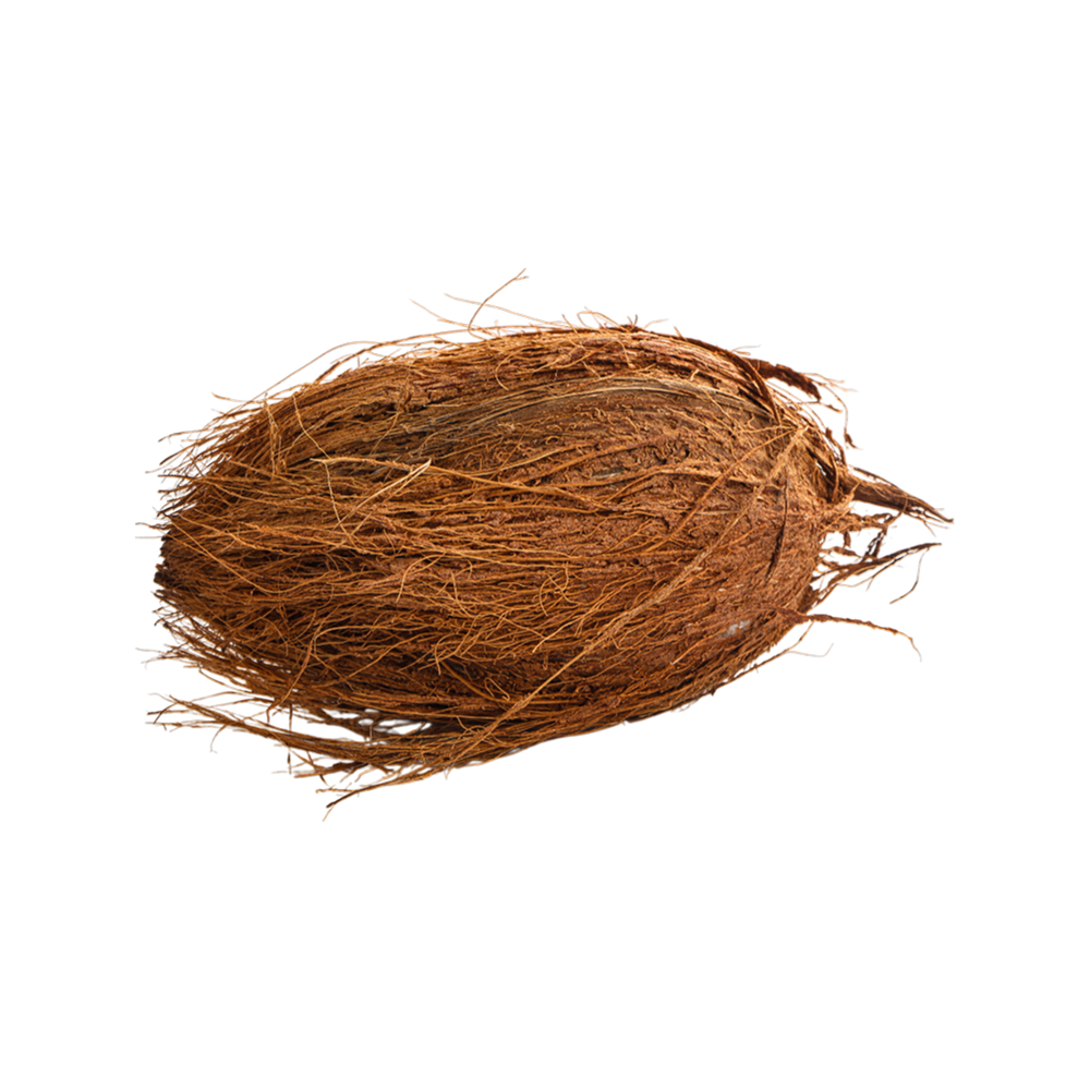 Brown coconut ,1pc